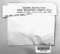 Hysterium vulgare image